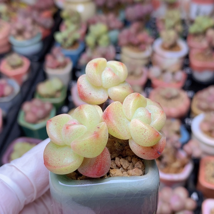 027 果冻冰玉3头 木质