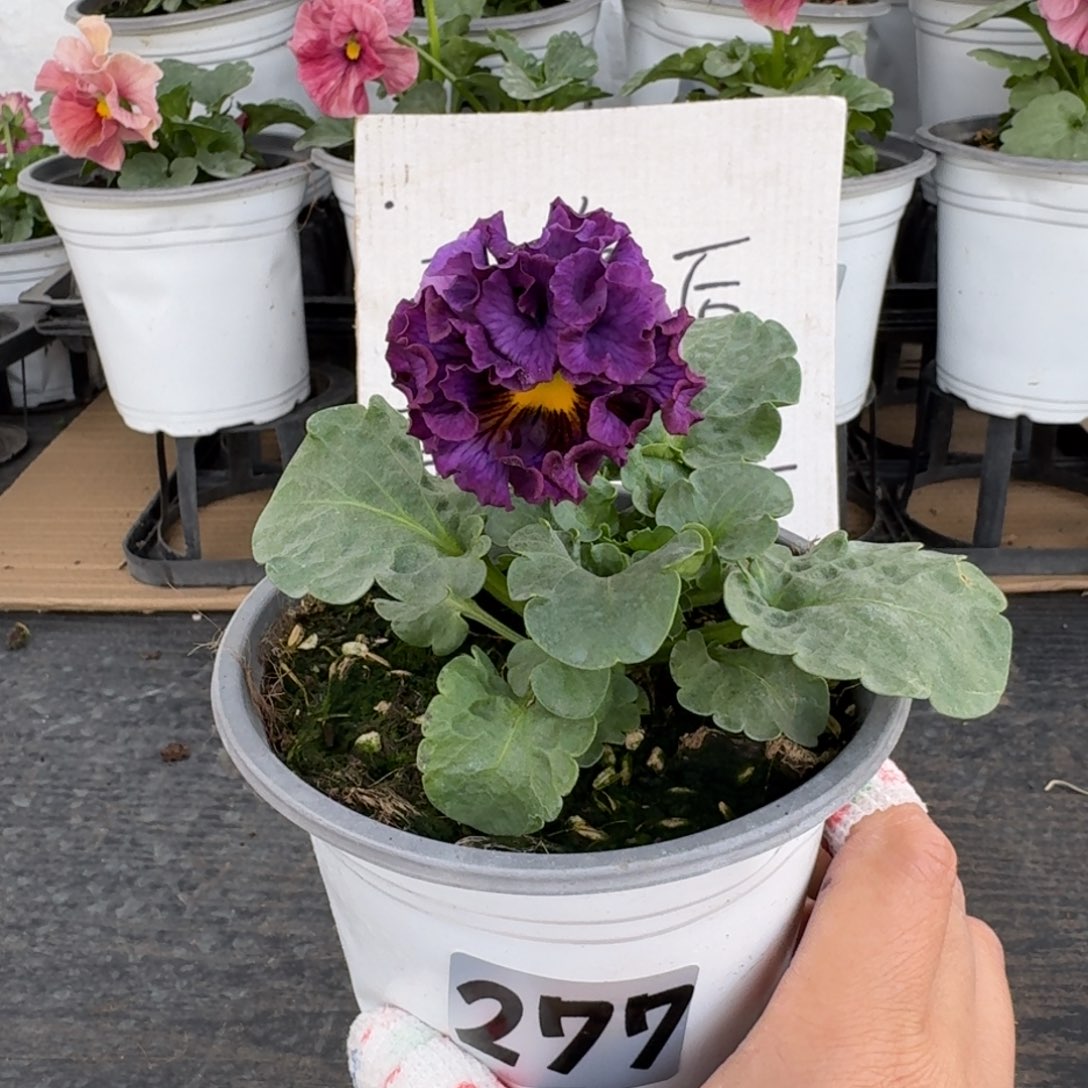 全部花朵277号洛可可