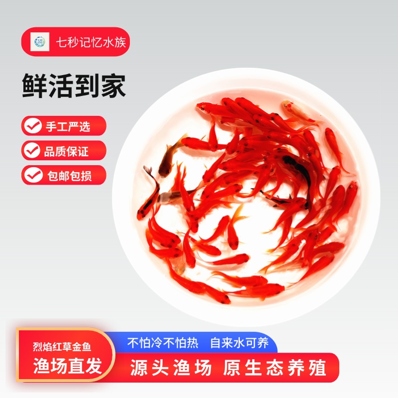 【精品草金】3-6厘米21条冷链包邮红宝石金鱼多彩混色冷水小金鱼
