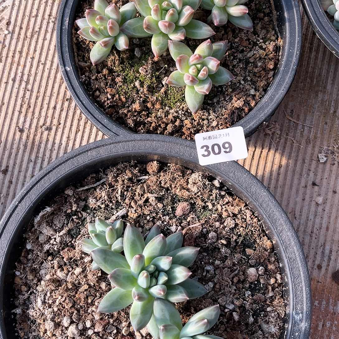 阿雅园艺。              309