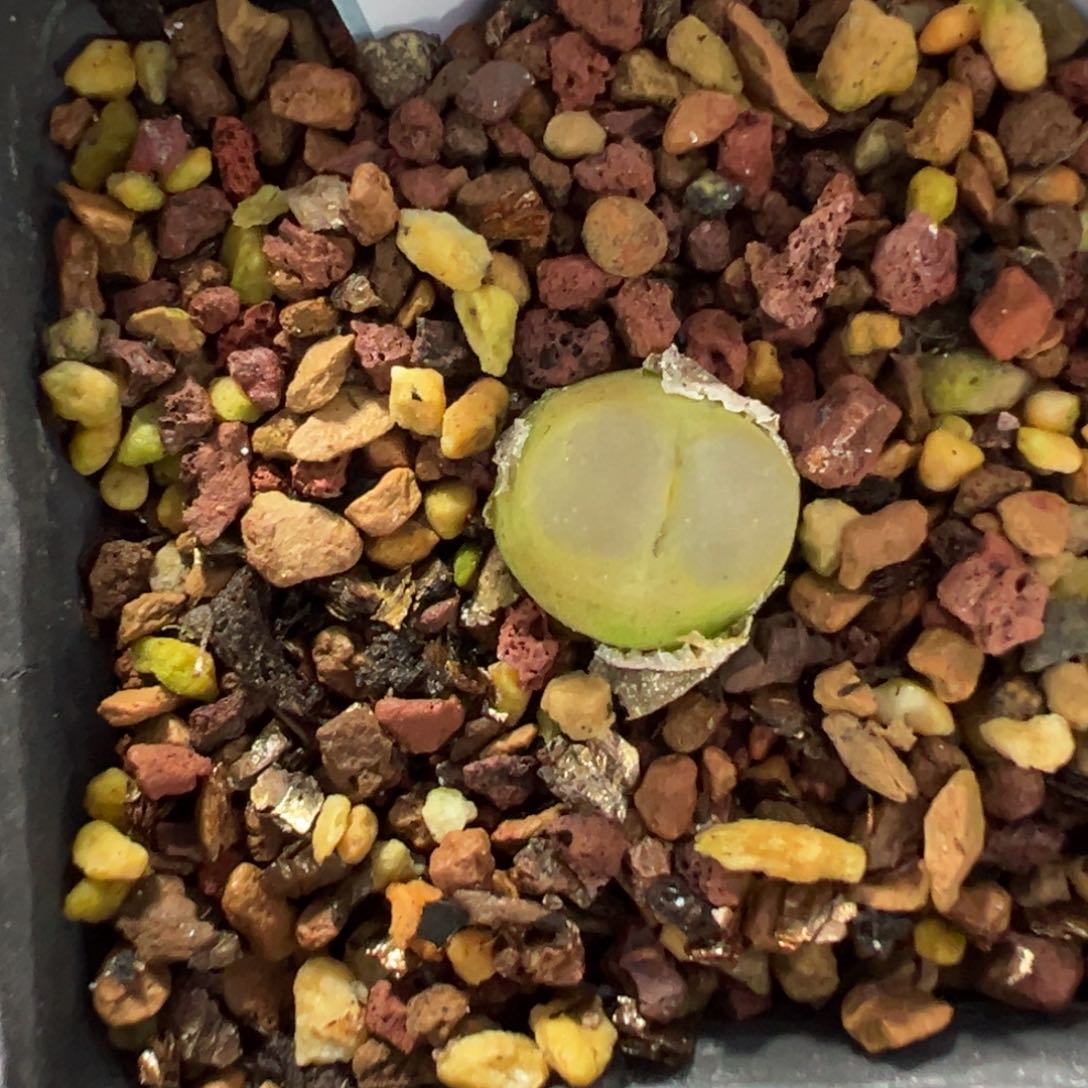 26-05拉登多肉植物