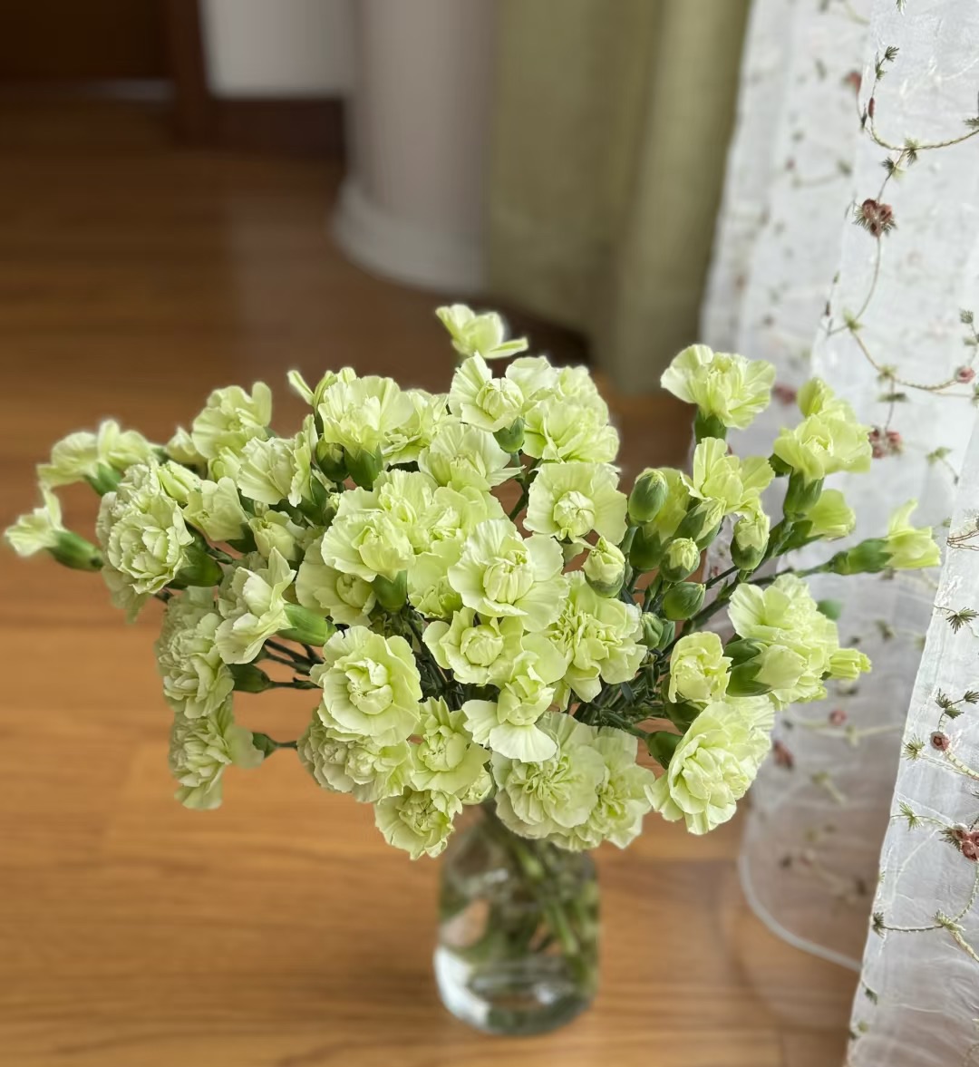 【一件包邮】绿色多头康乃馨20支    云南基地鲜花 家养 水养