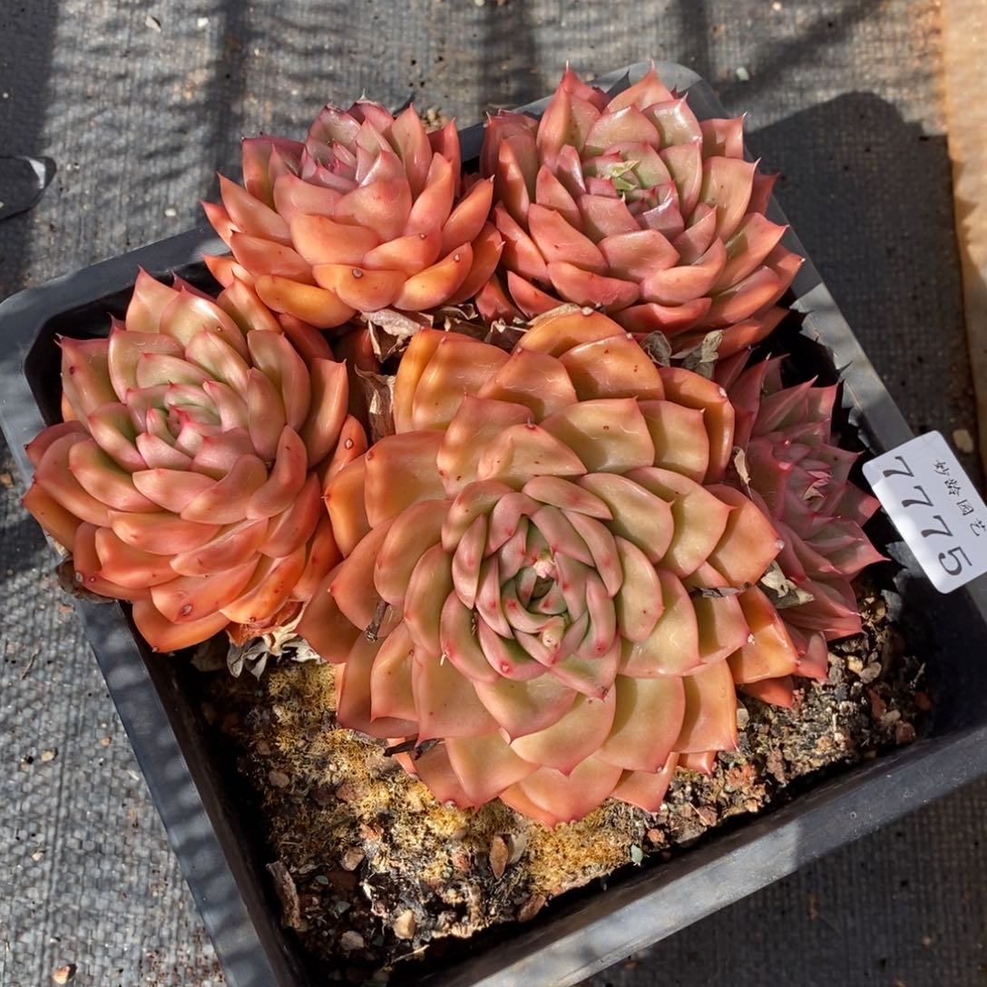 7775杂交多肉老桩基地