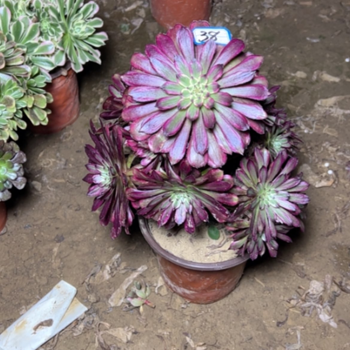 【闪购商品】多肉植物红胭脂38