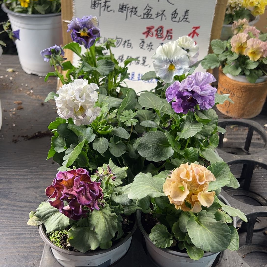 大部分花苞少量开放289号