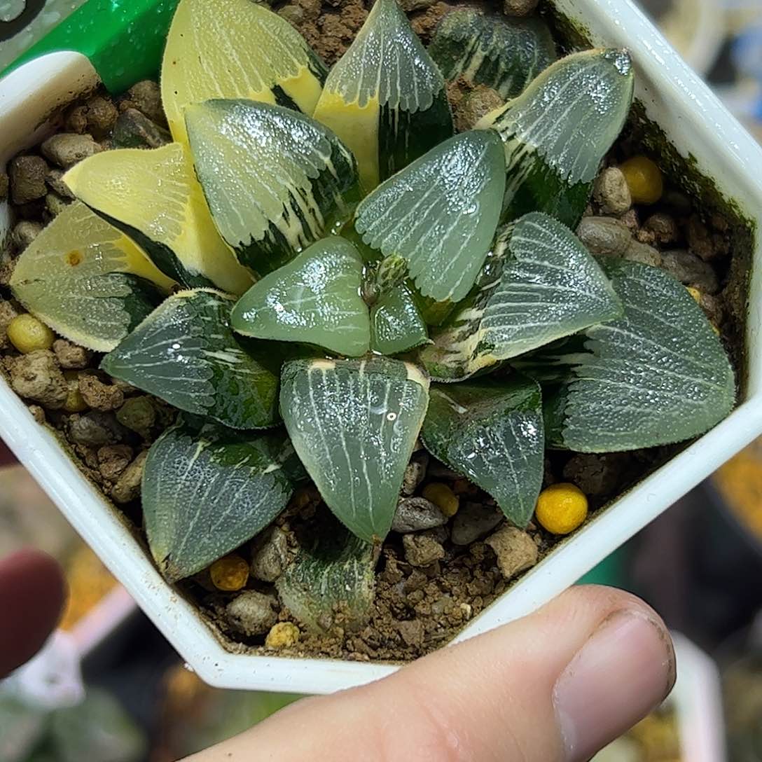 克锦十二卷多肉植物