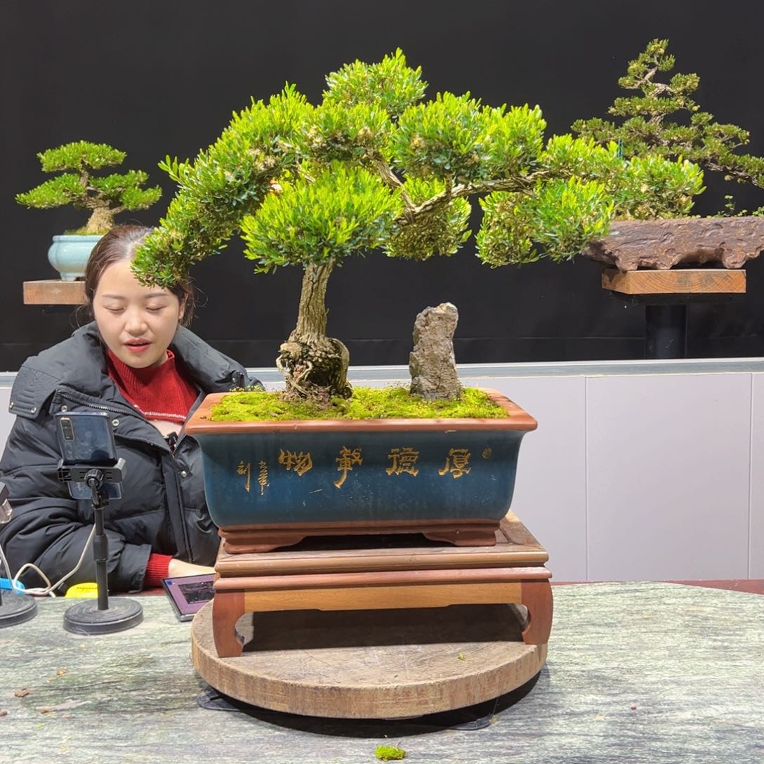 四季常青老桩黄杨盆景