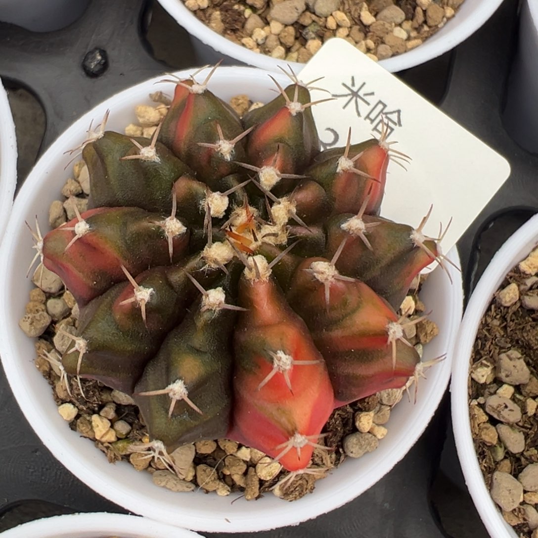 354 好看的米哈冲冲冲