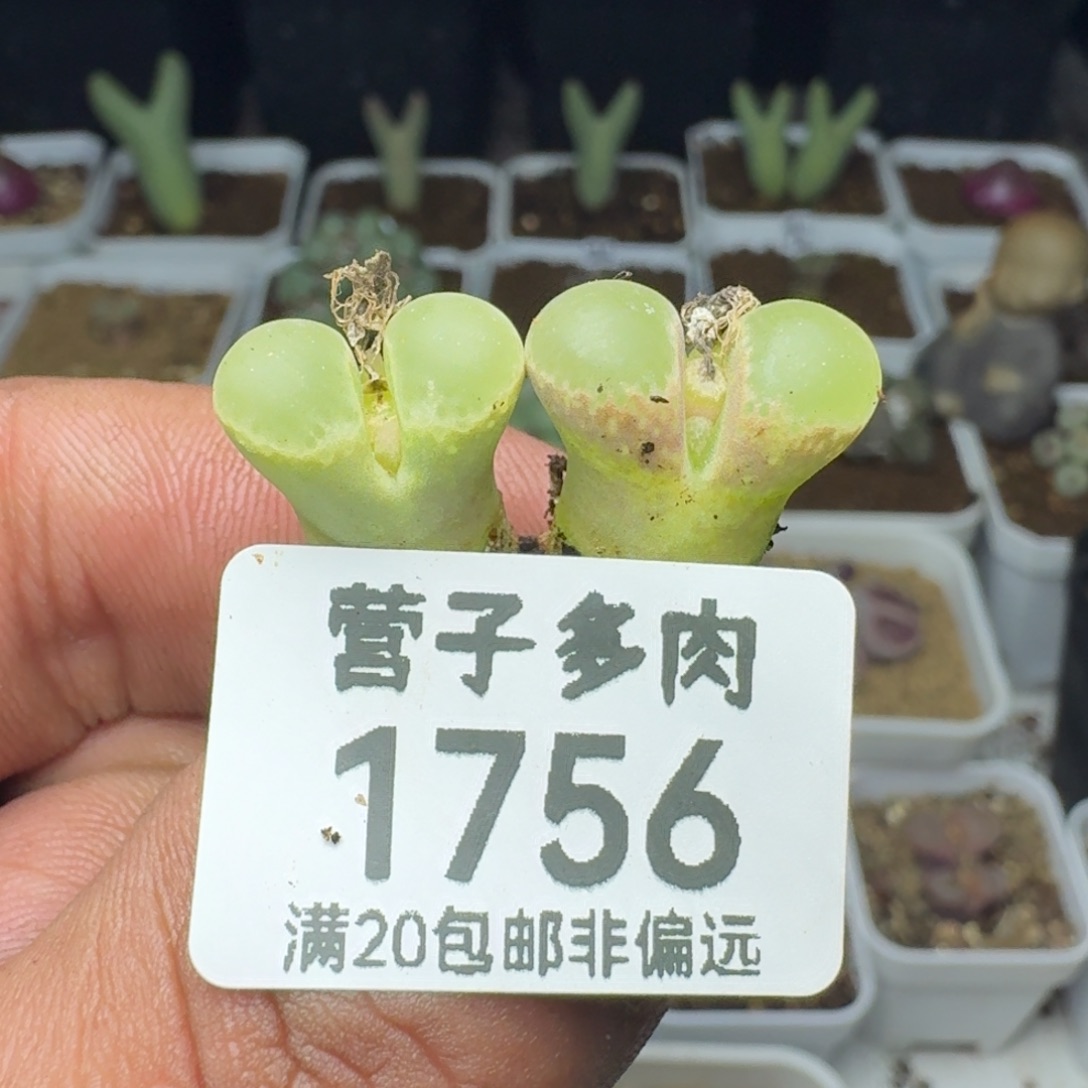 粉樱。               
