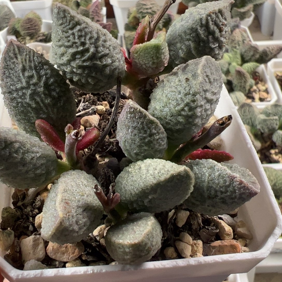 绿猪肝老桩多肉植物水泡多肉植物