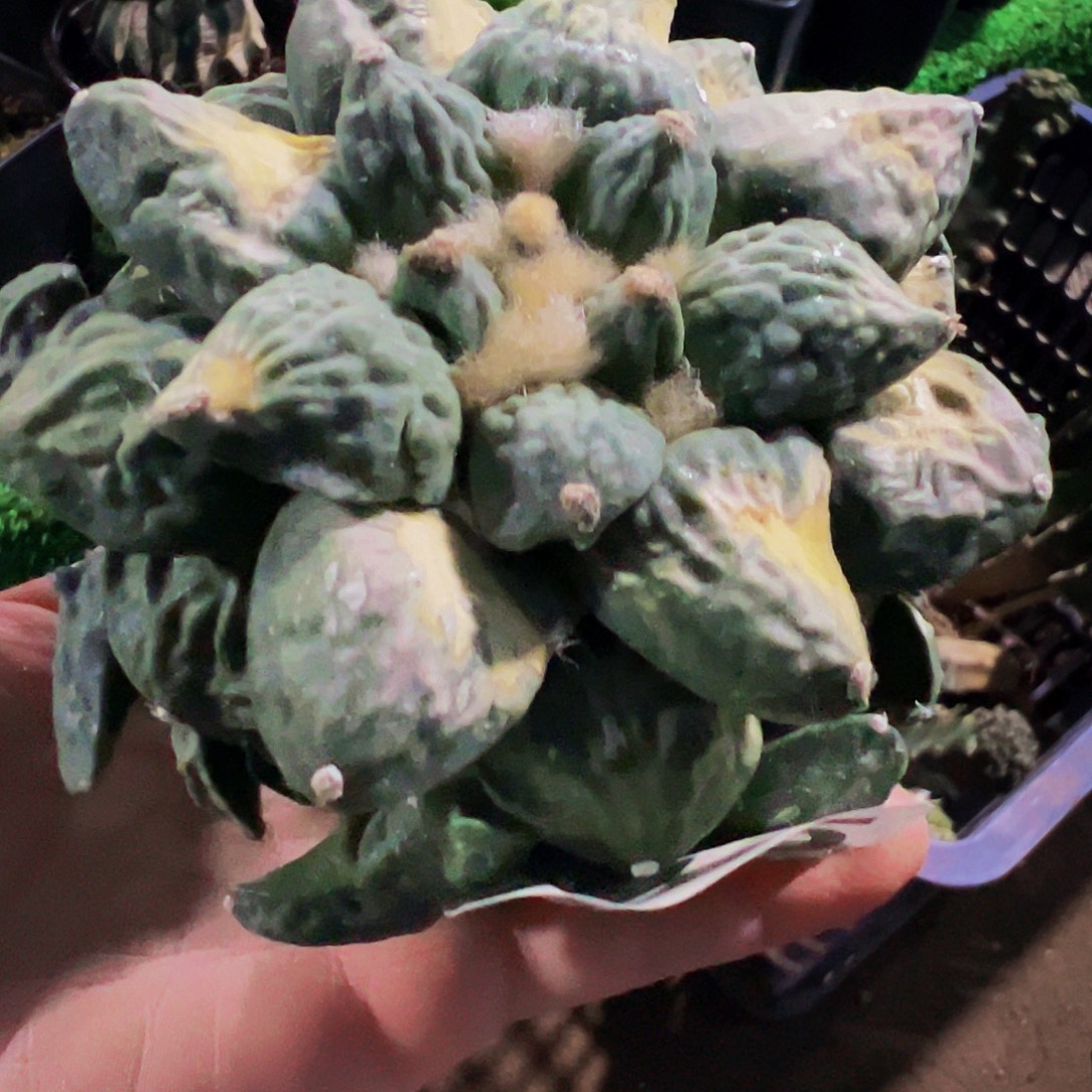 无花朵自根怒涛牡丹群815