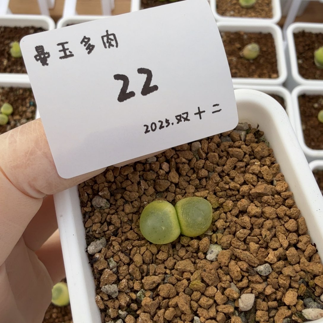 丁***加多肉多肉多肉12-022