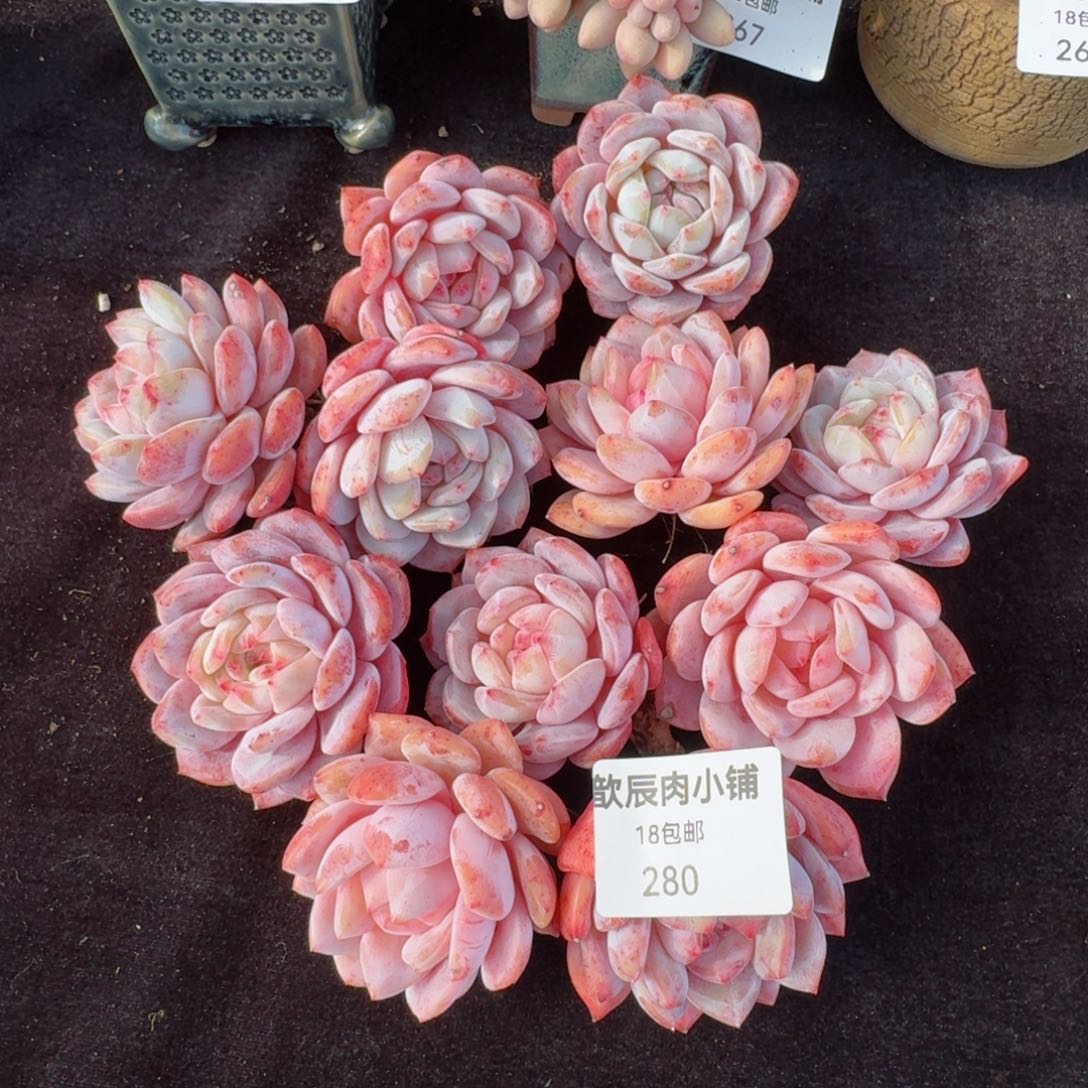 多肉植物  280   仙女橙