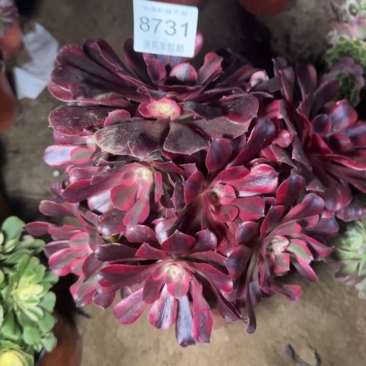 8731美杜莎多肉植物