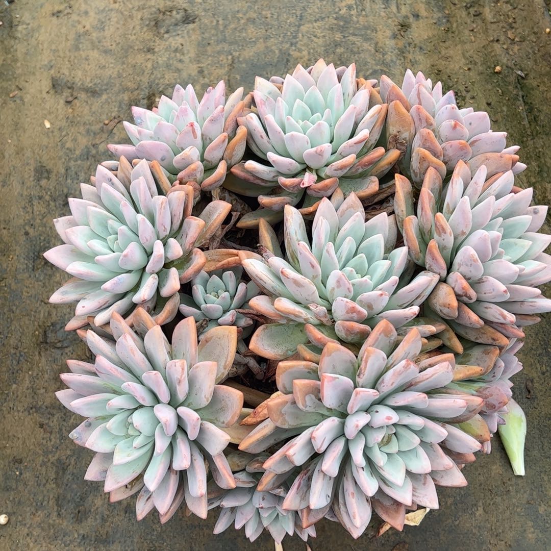 露养老桩奥普物流费