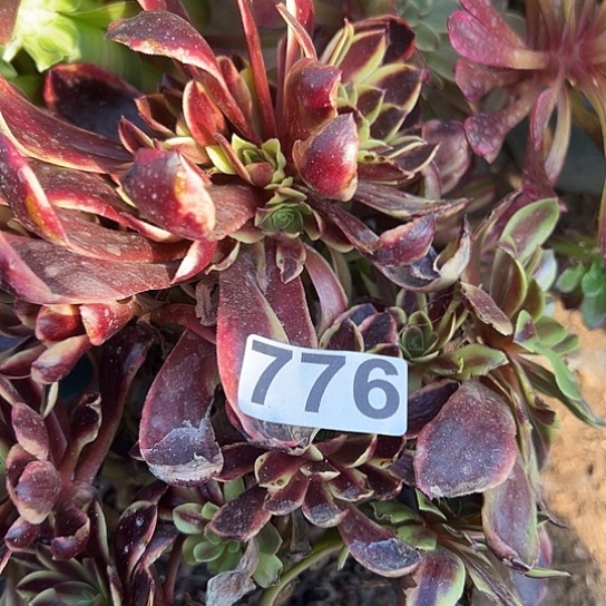 薄***檬多肉植物一个