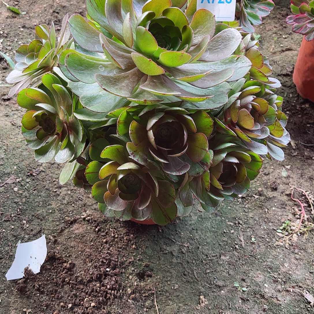 多肉植物728多肉