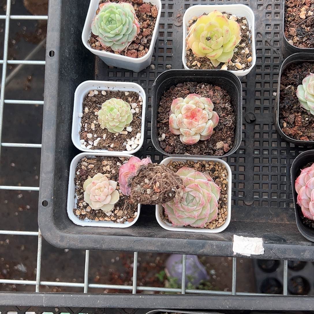 精品多肉十八包邮