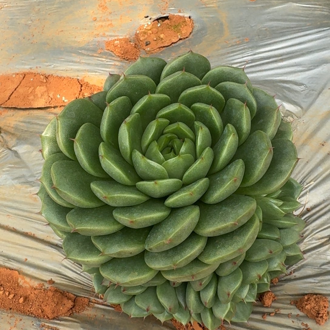 多肉杂交一物一拍26-23