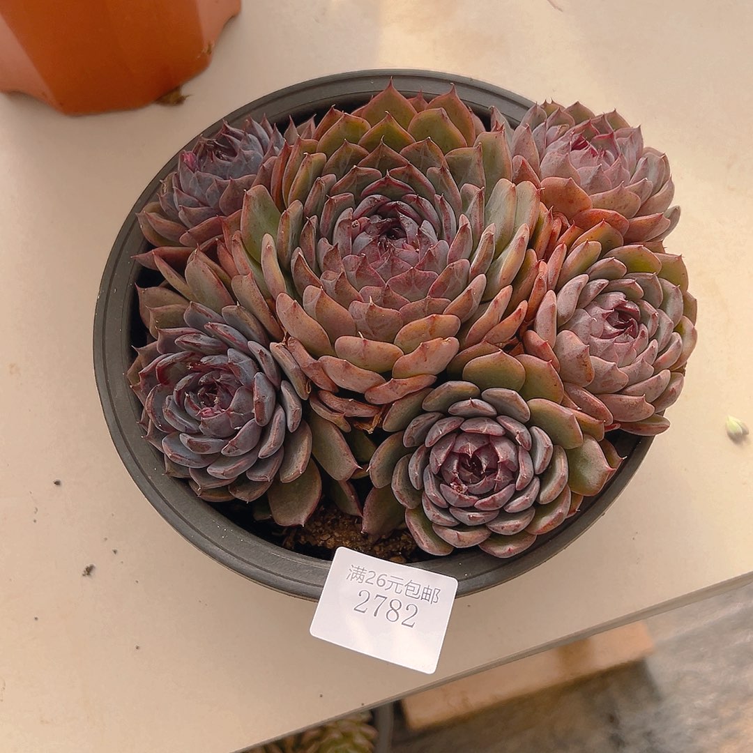 平***姐2752蓝色妖姬多肉植物