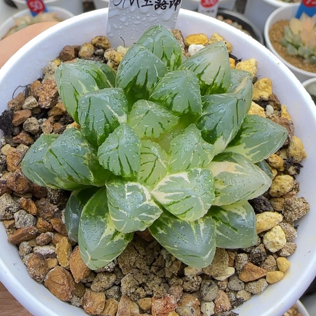 430号OM玉露锦一物一拍带盆土
