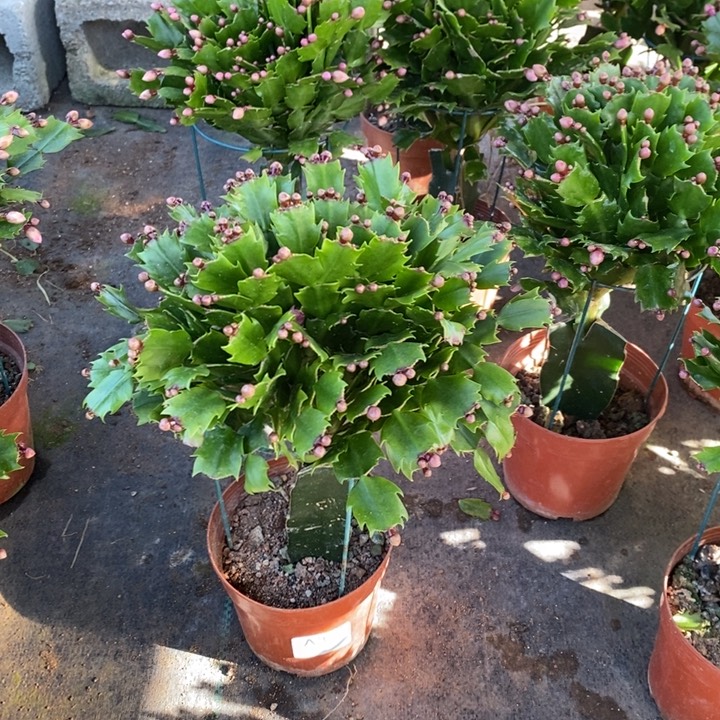 当前无花栽培后可以开花322嫁接黄索