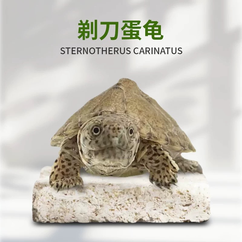 【博公小钢炮】剃刀龟宠物观赏深水小型蛋龟小乌人工养殖