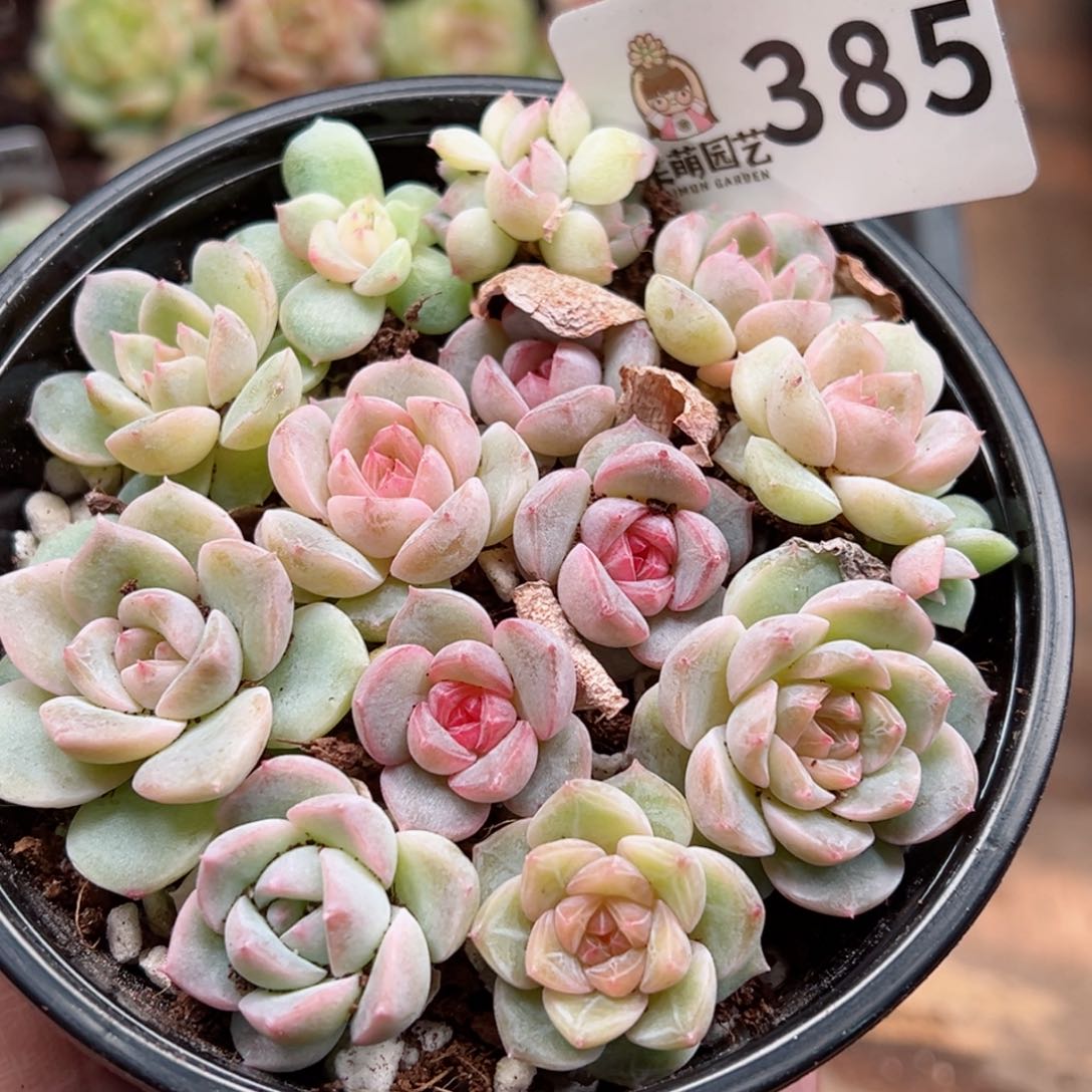 多肉植物多肉植物