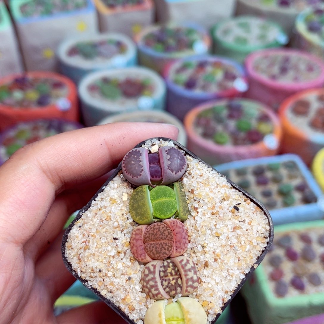 117。 888888888888888