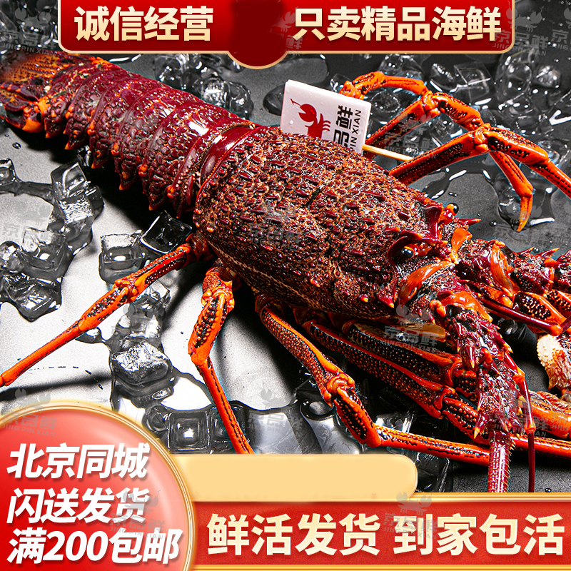鲜活纽龙 一斤价格纽龙两斤起拍