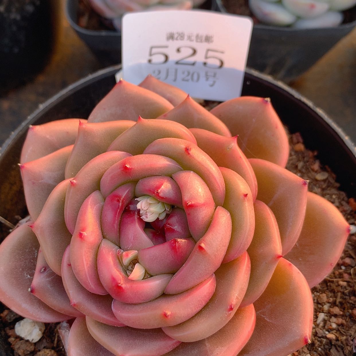 【闪购商品】云525