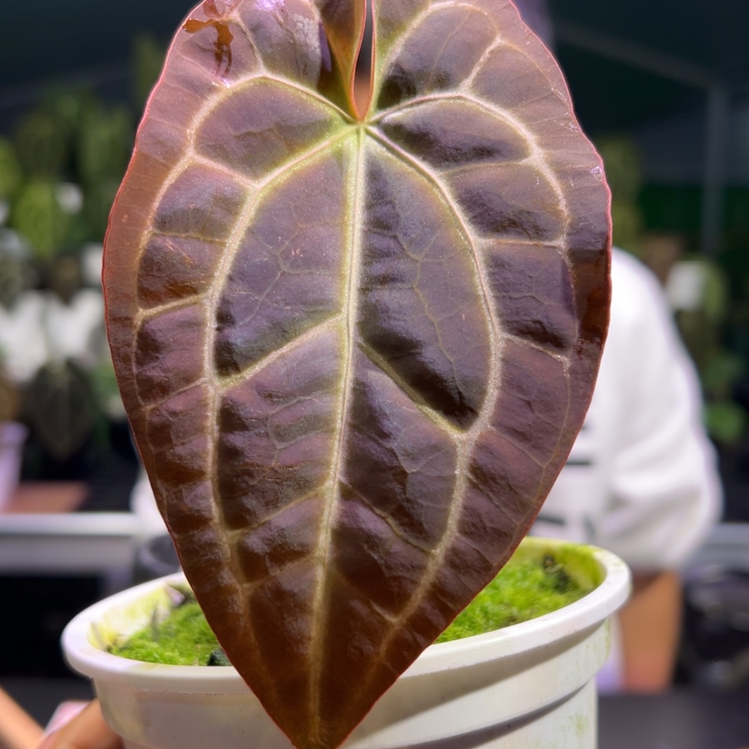 完全开放黑丝绒杂南美