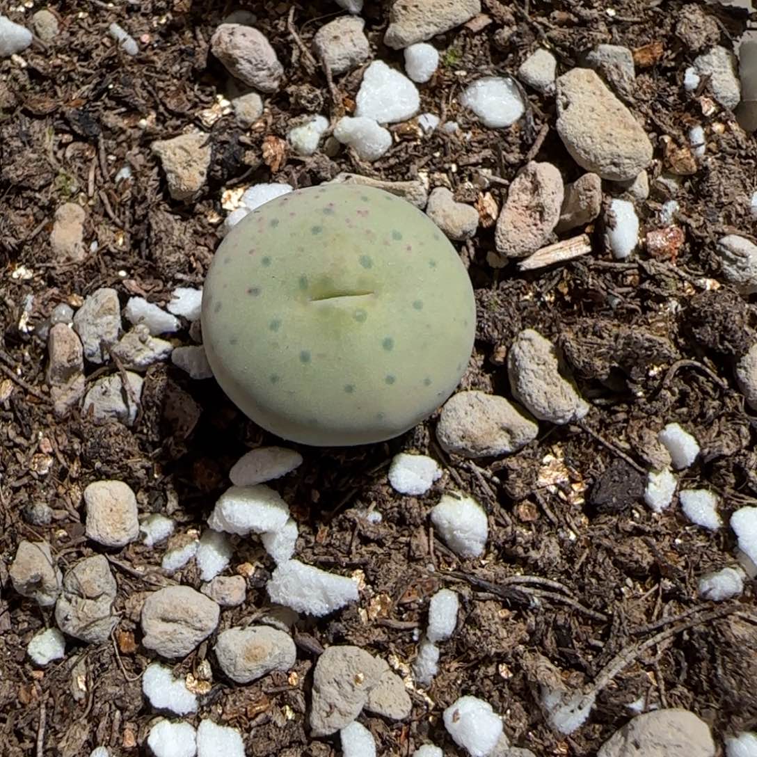 肉锥多肉植物组合-奶油嘴1185