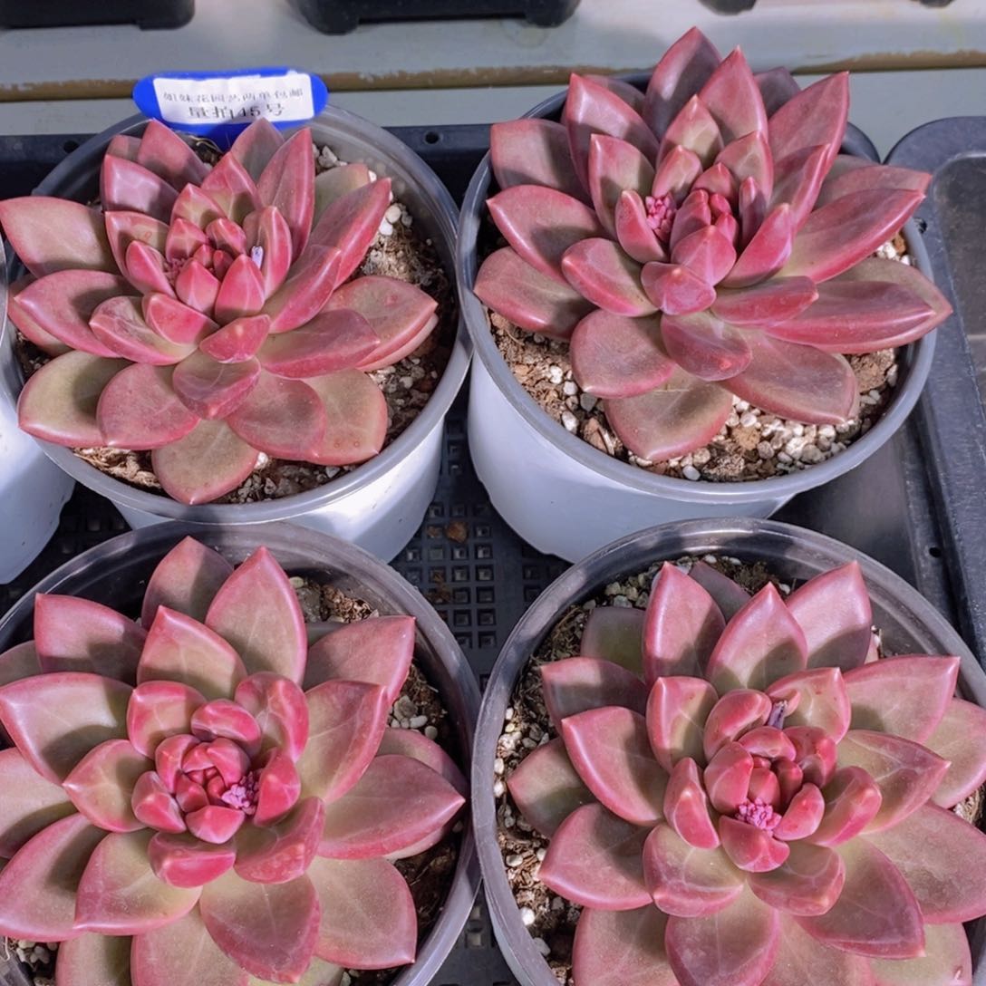 量拍45号 精品迷雾泡泡大单头一个