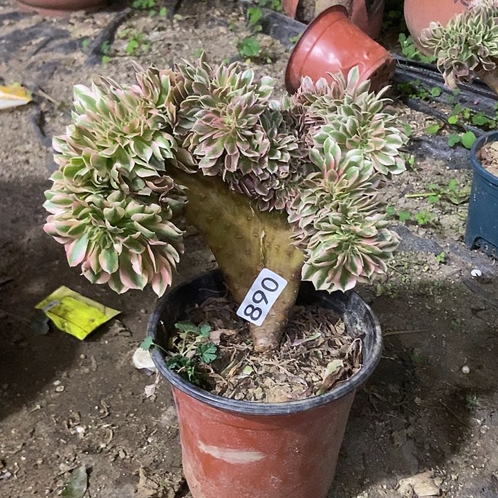 890粉女郎缀化老板子