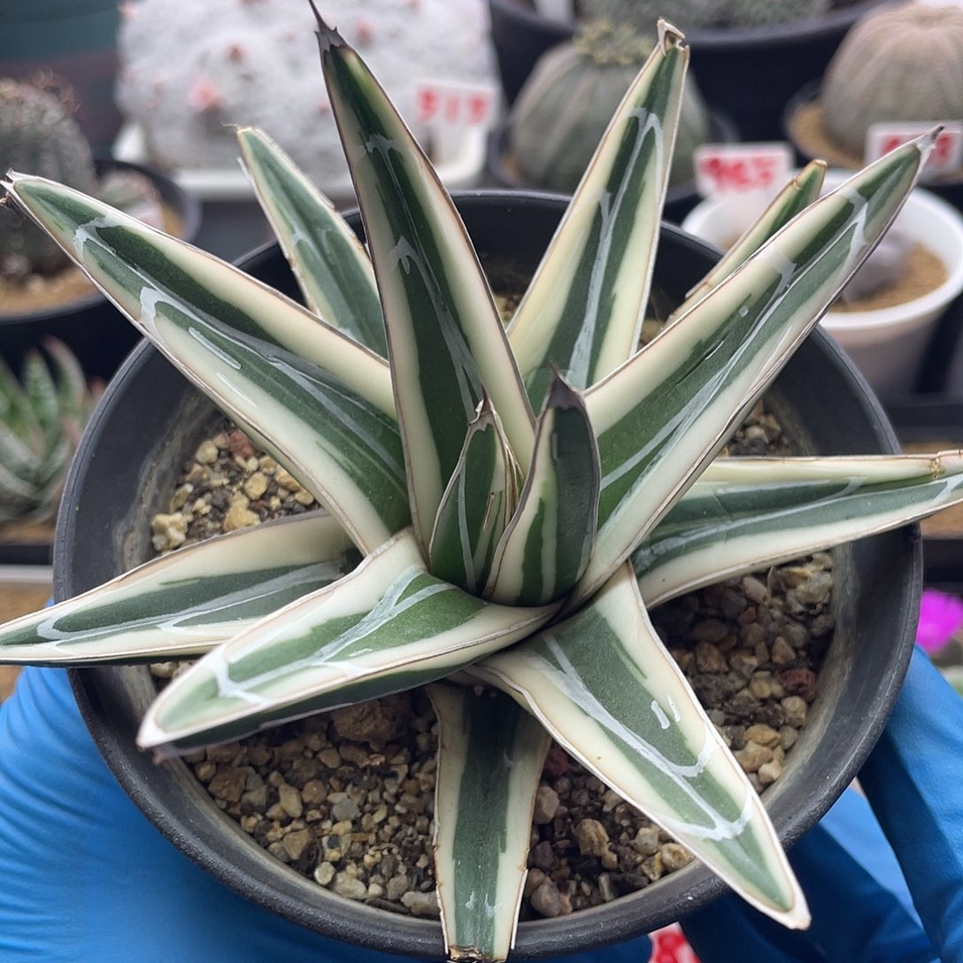 龙舌兰冰山仙人球多肉