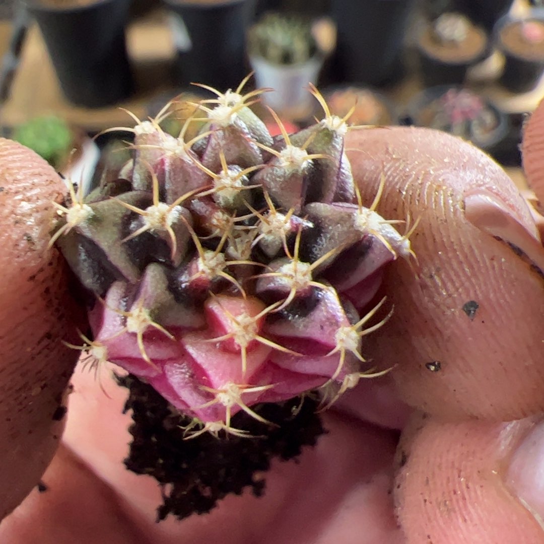 当前无花栽培后可以开花807