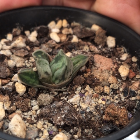 椒*白鲸龙蜗牛蜗牛蜗牛