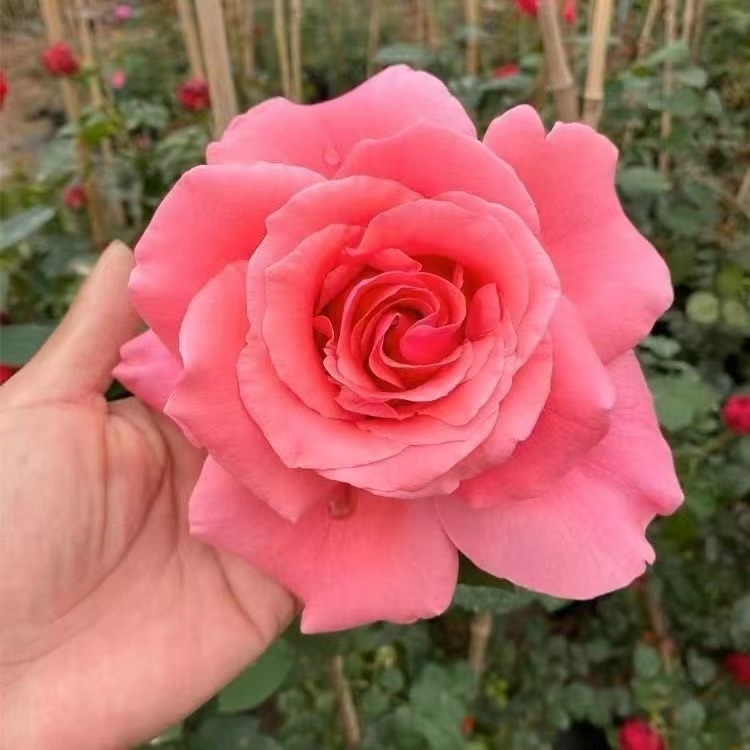 国月月季大花香型花苗适合阳台庭院种植爬藤植物