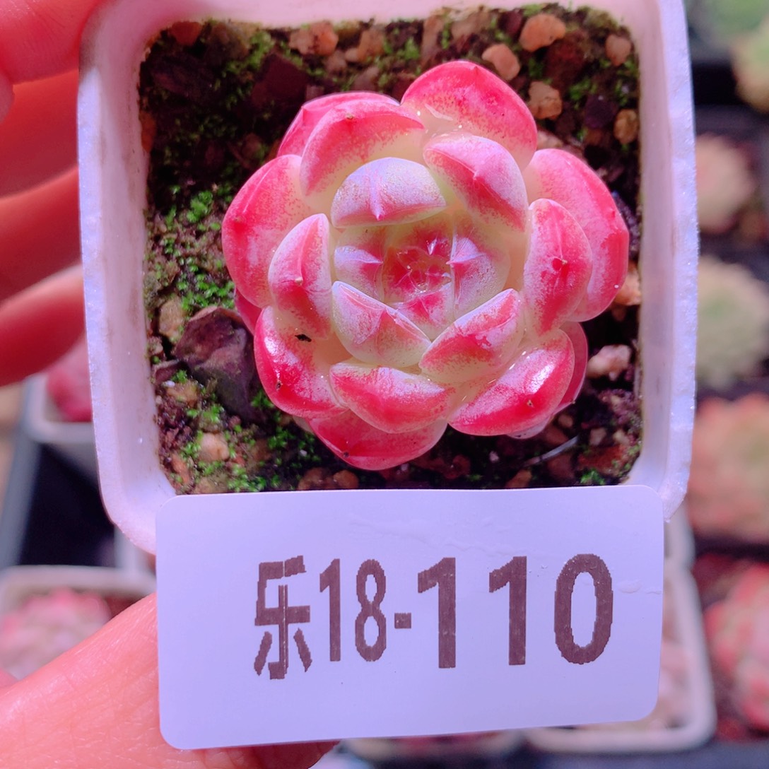 乐然18-110 白桃汽水 