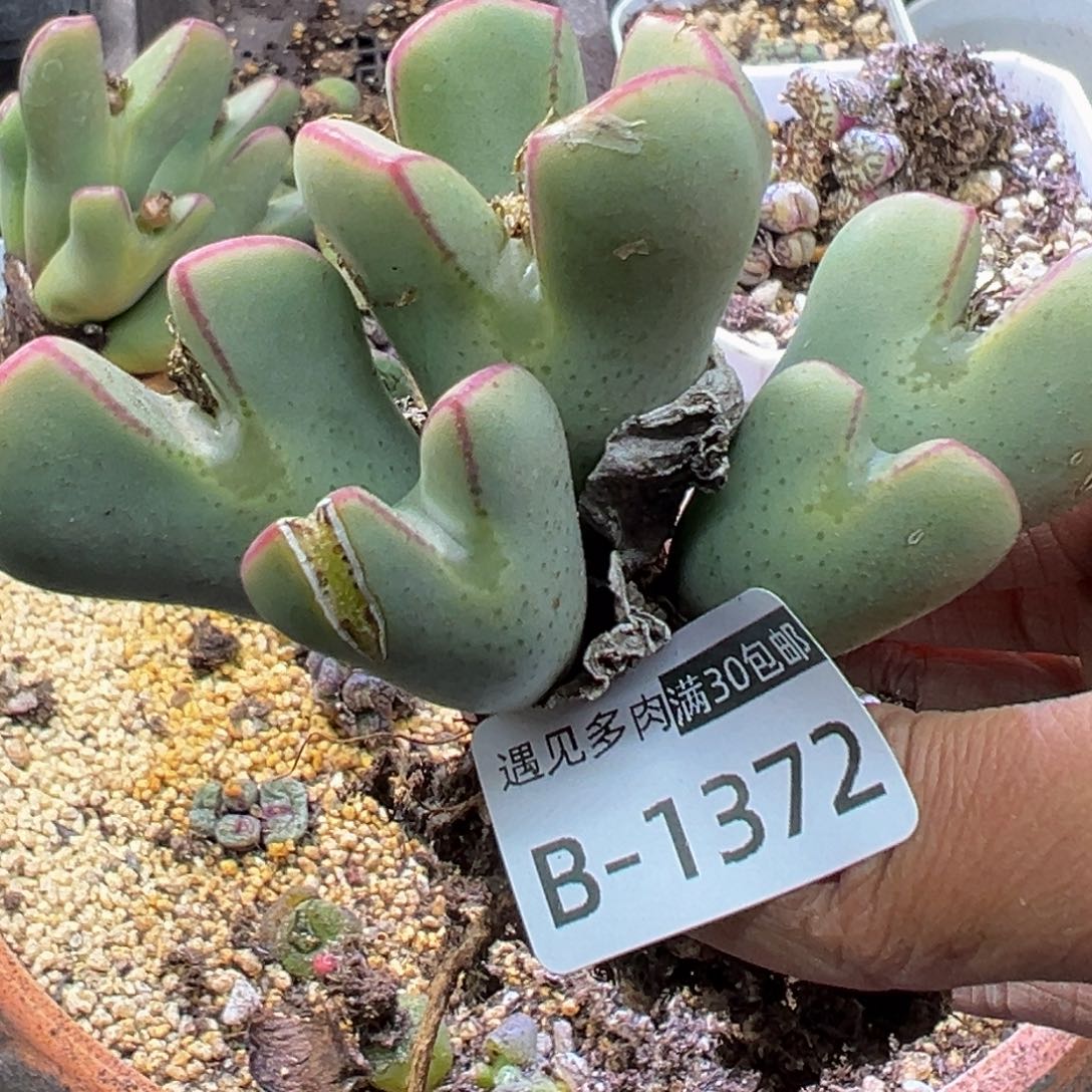 多肉植物1111111111111