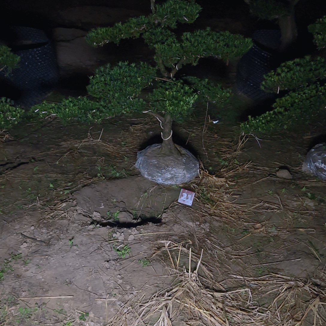 守***平完全开放罗汉松基地直发