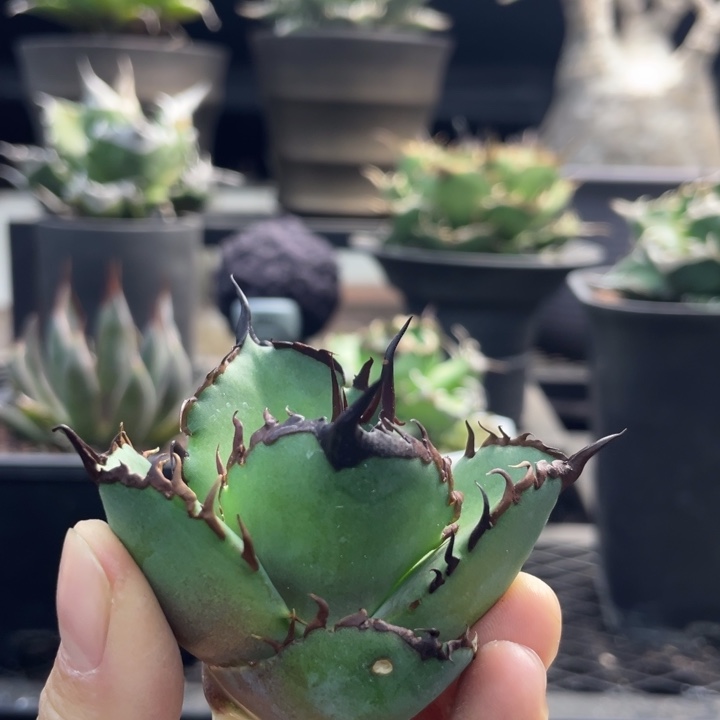【闪购商品】银翼 顶芽