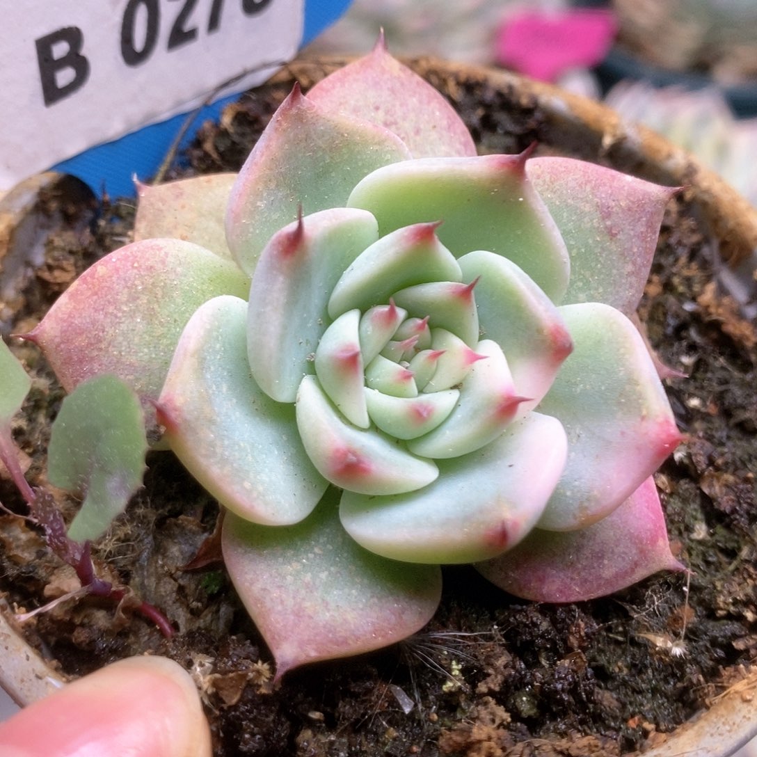 B278锦锦锦锦锦锦