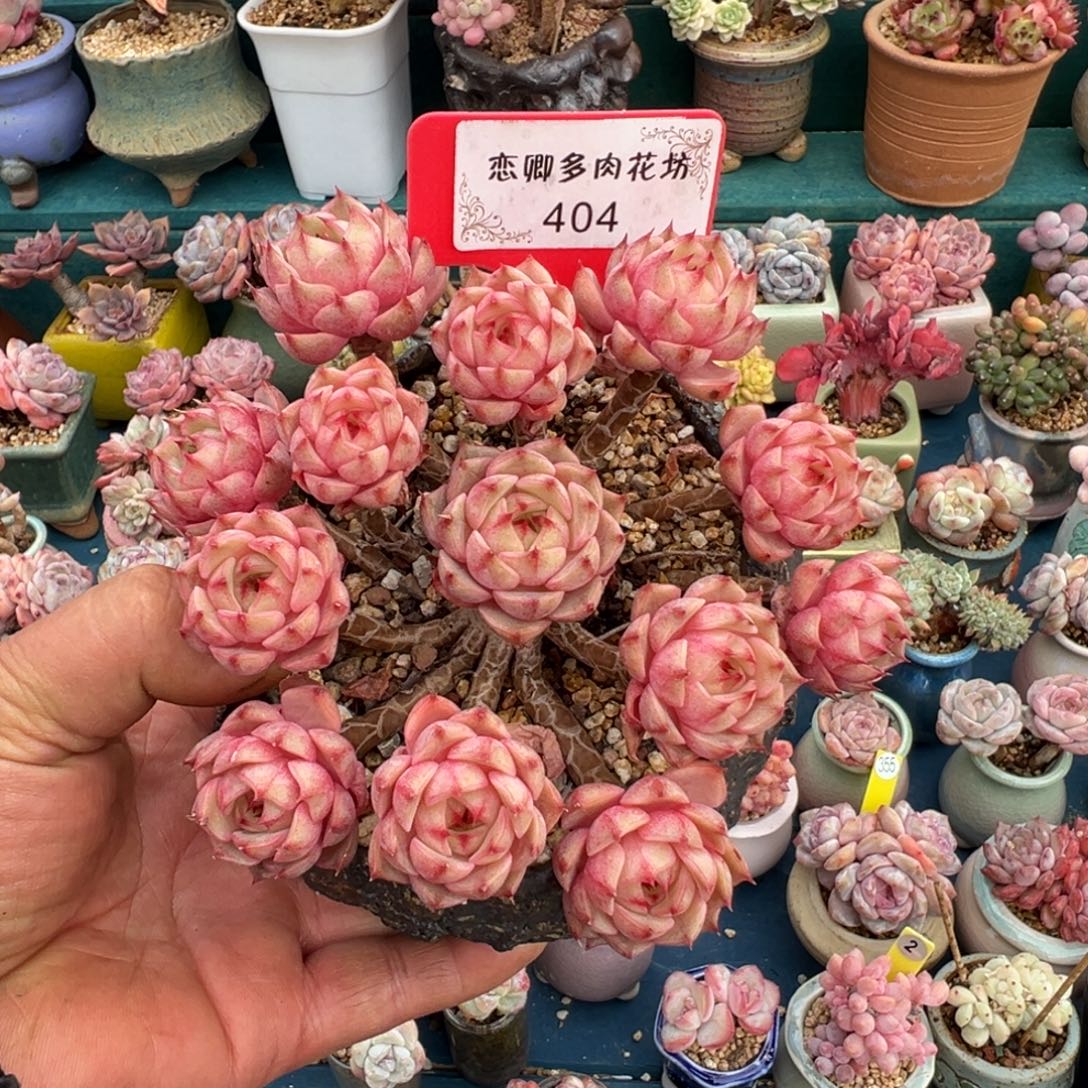 404号本吧老桩多头无砍