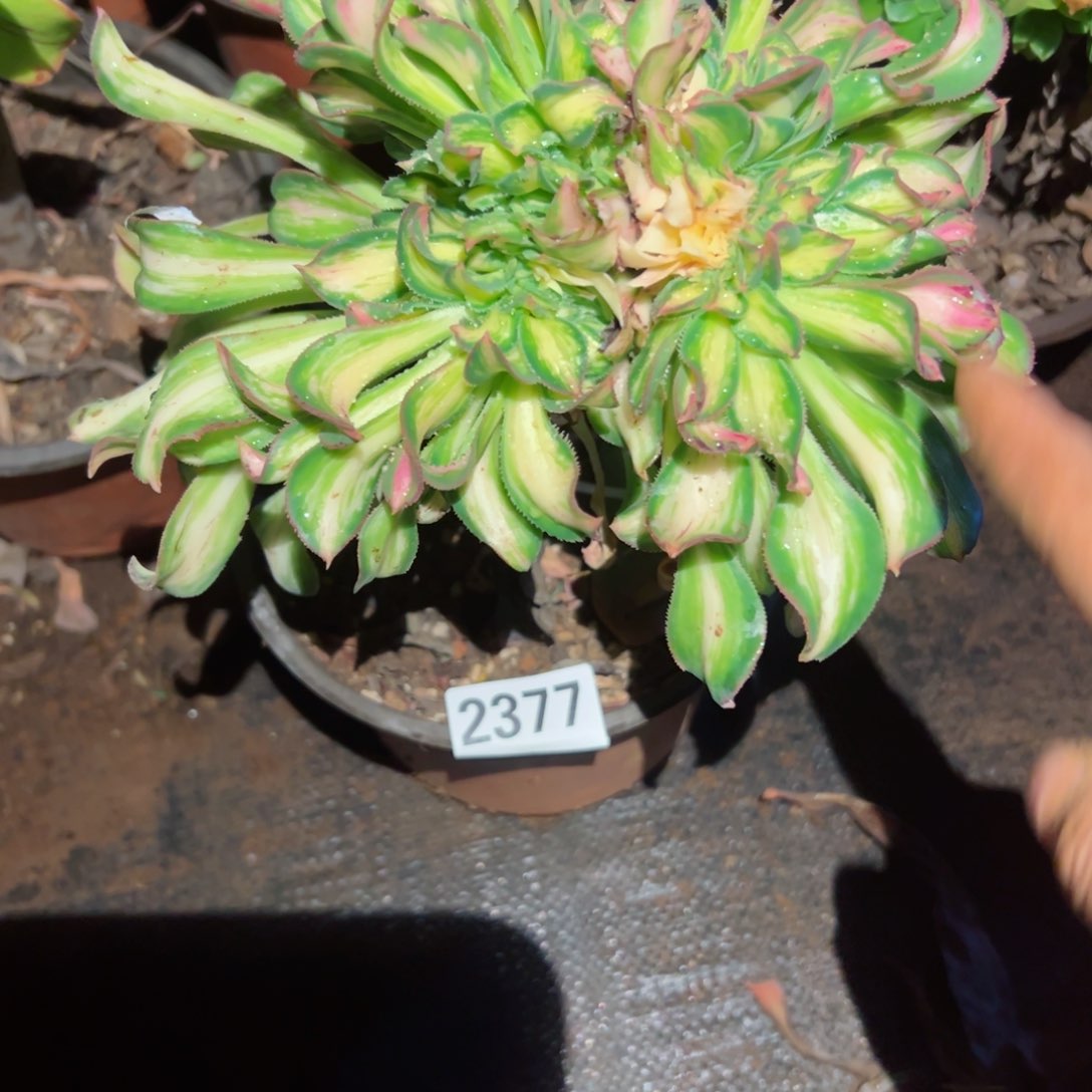 我2377 号多肉植物法师新年福利