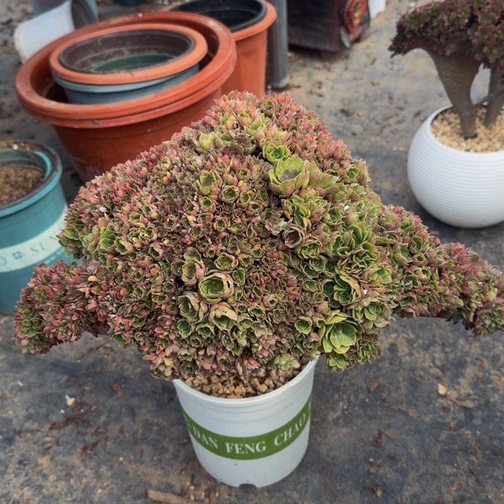 特特特特特特特251