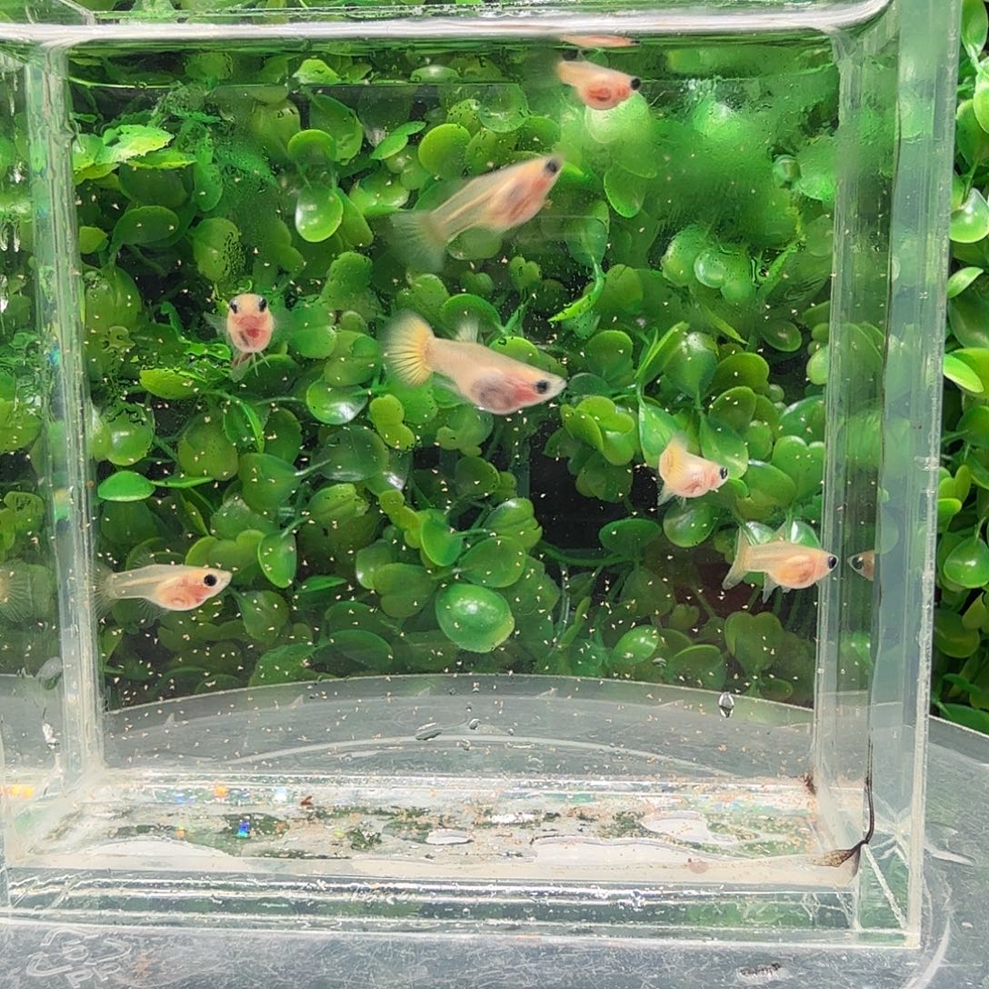 海水鱼黄金玻璃猫金头苗6母1公