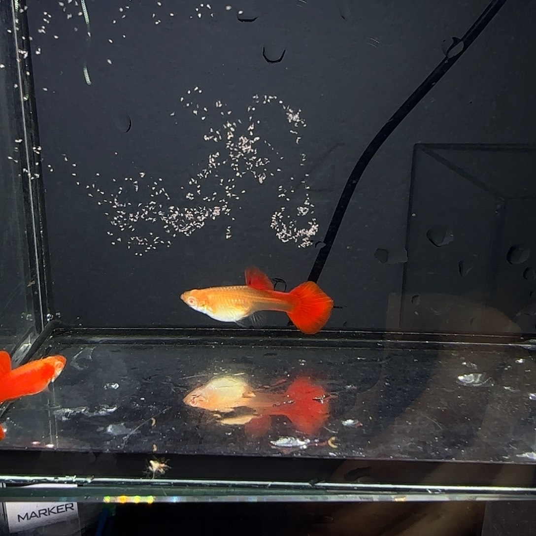 孔雀鱼血红小圆尾一对