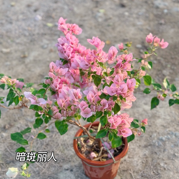 暗斑丽人·aa淡粉色网红四季开花三角梅